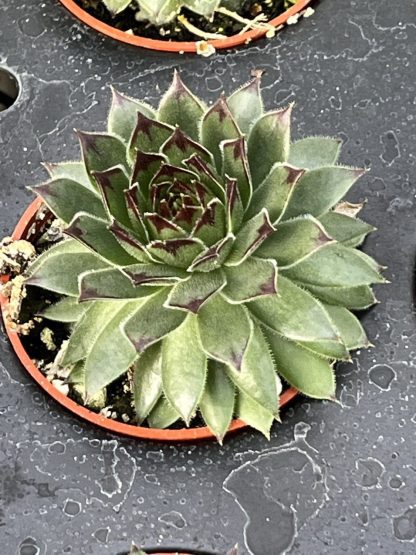 Sempervivum; Hen and Chicks, Reinhardt