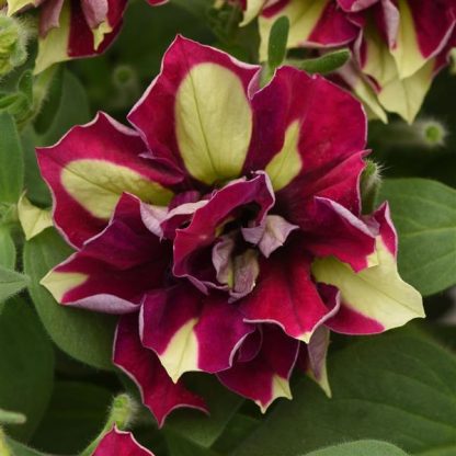 Petunia, Double Vogue Lemon Berry