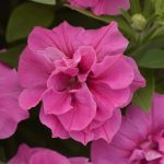 Petunia, Double Vogue Pink