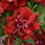 Petunia, Double Vogue Red
