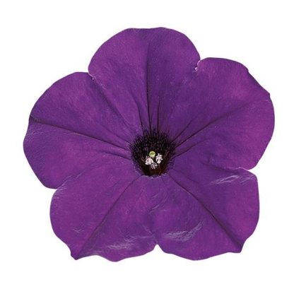 Petunia, Easy Wave Blue