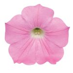 Petunia, Easy Wave Pink