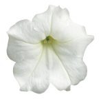 Petunia, Easy Wave White