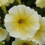 Petunia, Easy Wave Yellow