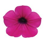 Petunia, Wave Purple
