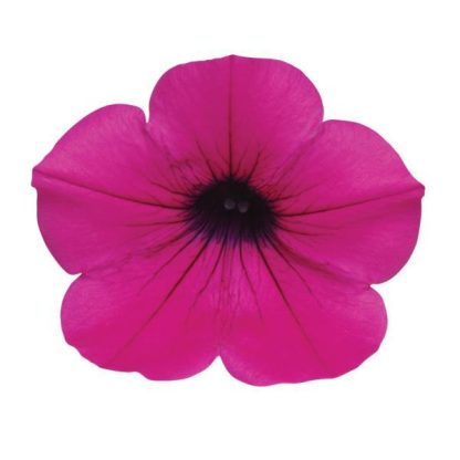Petunia, Wave Purple
