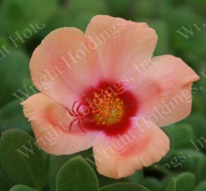 Purslane, Apricot