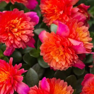 Purslane, ColorBlast Double Magenta