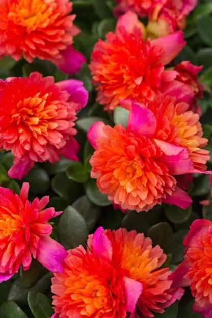 Purslane, ColorBlast Double Magenta