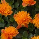 Purslane, ColorBlast Double Orange