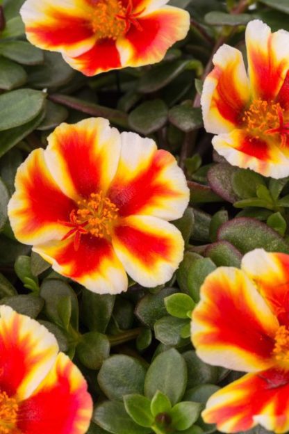 Purslane, ColorBlast Mango Mojito