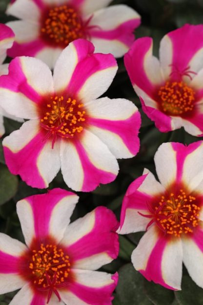 Purslane, ColorBlast Pink Lady