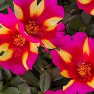 Purslane, ColorBlast Watermelon Punch