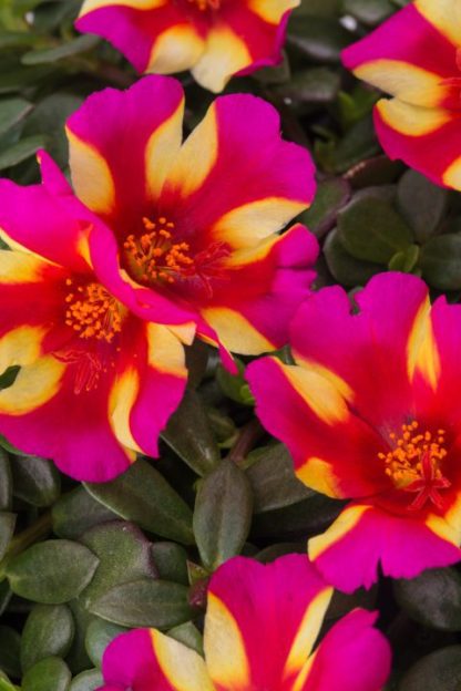 Purslane, ColorBlast Watermelon Punch