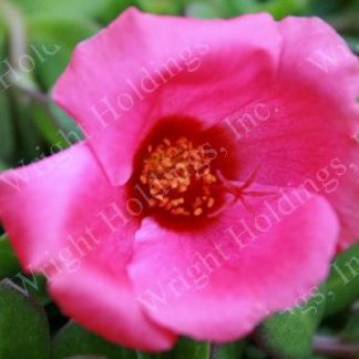 Purslane, Hot Pink