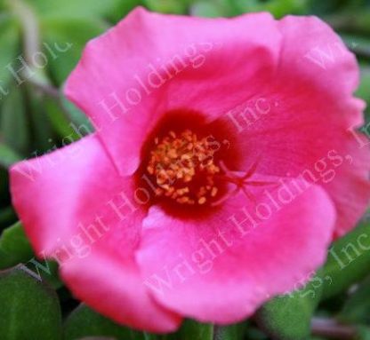 Purslane, Hot Pink