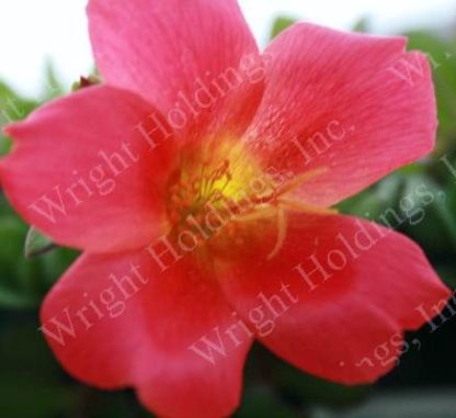 Purslane, Red