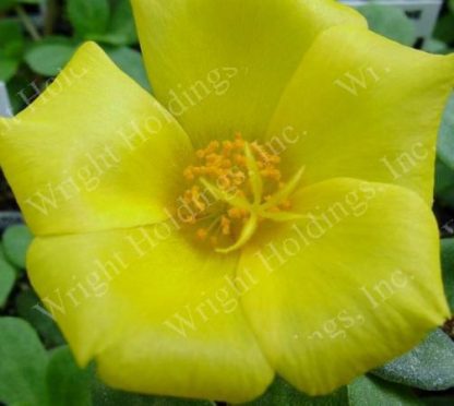 Purslane, Yellow