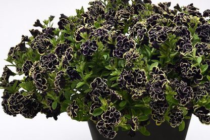 Petunia Midnight Gold