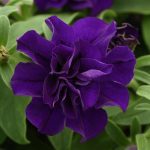 Petunia, Double Vogue Blue