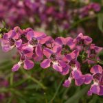 Angelonia, AngelMist Spreading Berry Sparkler