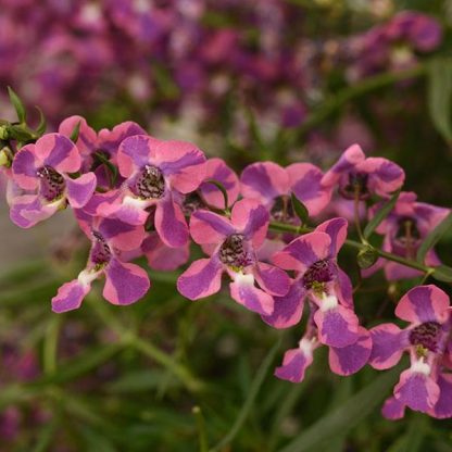 Angelonia, AngelMist Spreading Berry Sparkler