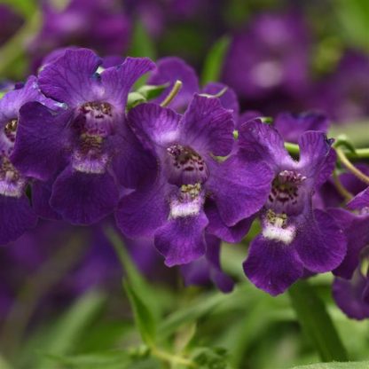 Angelonia, AngelMist Spreading Dark Purple