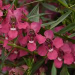 Angelonia, AngelMist Spreading Pink