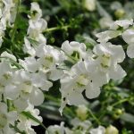 Angelonia, AngelMist Spreading White