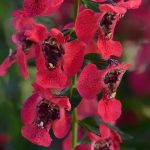 Angelonia, Archangel Cherry Red