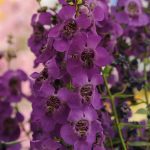 Angelonia, Archangel Dark Purple