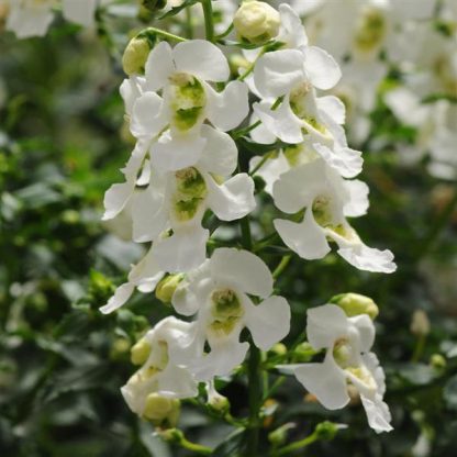 Angelonia, Archangel White