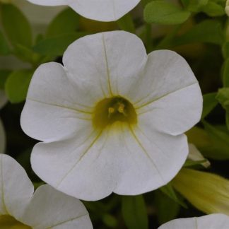 Calibrachoa, Cabaret Bright White