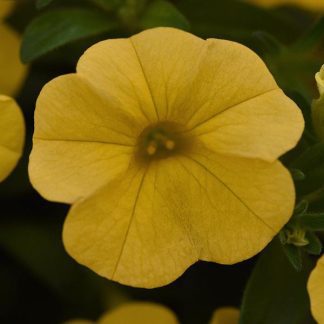 Calibrachoa, Cabaret Golden Yellow