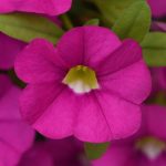 Calibrachoa, Cabaret Pink