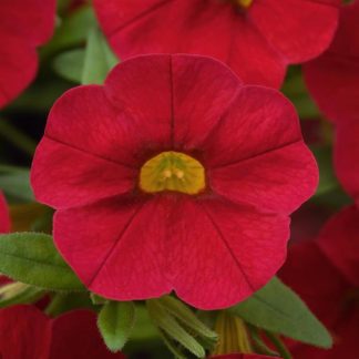 Calibrachoa, Cabaret Red