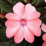 Impatiens, Sunpatien Compact Blush Pink