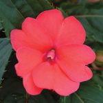 Impatiens, Sunpatien Compact Deep Rose