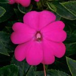 Impatiens, Sunpatien Compact Lilac