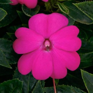 Impatiens, Sunpatien Compact Lilac