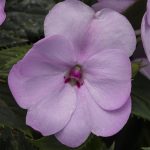 Impatiens, Sunpatien Compact Orchid Blush