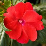 Impatiens, Sunpatien Compact Red