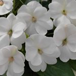 Impatiens, Sunpatien Compact White