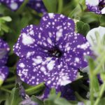headliner night sky petunia