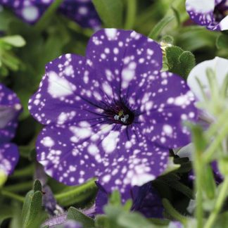 headliner night sky petunia