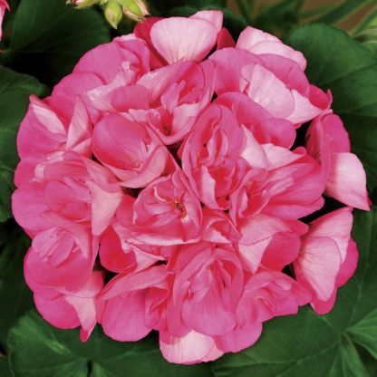 Geranium (Pelargonium), Americana Americana Pink