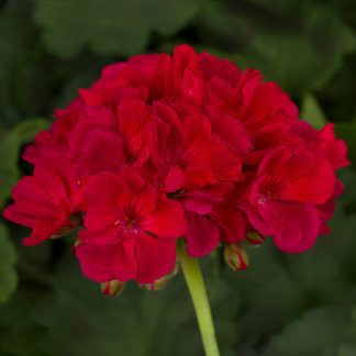 Geranium, Americana Cherry Rose