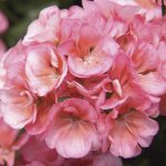 Geranium (Pelargonium), Americana Salmon