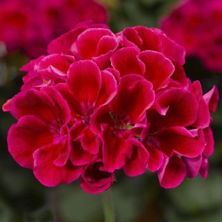 Geranium (Pelargonium), Calliope Medium Crimson Flame