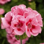 Geranium (Pelargonium), Calliope Medium Pink Flame